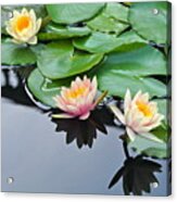 Three Lovely Hardy Waterlily Blossoms Acrylic Print