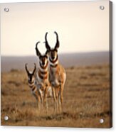 Three Male Pronghorn Antelopes In Alberta Acrylic Print