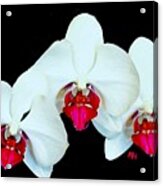 Three Orchids Acrylic Print