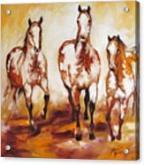 Three Pinto Indian Ponies Acrylic Print