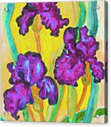 Three Purple Irises, Watercolor Acrylic Print