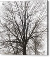 Three Trees In Fog Acrylic Print