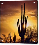 Through The Arms Of The Saguaro Acrylic Print