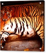Tiger 2 Acrylic Print