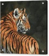 Tiger At Night Acrylic Print