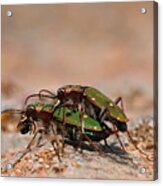 Tiger Beetle Acrylic Print