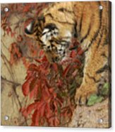 Tiger Cub 4 Acrylic Print