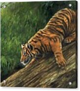 Tiger Descending Tree Acrylic Print