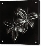Tiger Lilies Acrylic Print