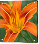 Daylily Acrylic Print