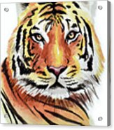 Tiger Love Acrylic Print