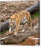 Tiger On The Prowl Acrylic Print