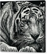 Tiger Pause Acrylic Print