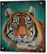 Tiger Portrait......amur Tiger Acrylic Print