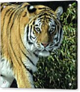 Tiger Portrait Light Acrylic Print