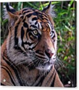 Tiger Profile Close-up Acrylic Print