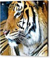 Tiger Profile Macro Acrylic Print