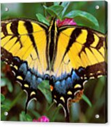 Tiger Swallowtail Acrylic Print