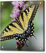 Tiger Swallowtail Butterfly 01240 Acrylic Print