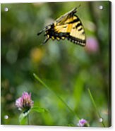 Tiger Swallowtail Butterfly In Flight Acrylic Print