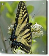 Tiger Swallowtail Butterfly In The Privet 1 Acrylic Print