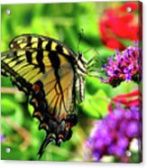 Tiger Swallowtail Butterfly Acrylic Print