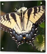 Tiger Swallowtail Butterfly On Button Bush Acrylic Print