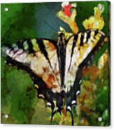 Tiger Swallowtail Butterfly 5 Acrylic Print