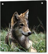 Timber Wolf Canis Lupus Portrait Acrylic Print