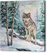 Timber Wolf On Morning Patrol Acrylic Print