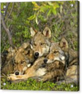 Timber Wolf Trio In Denali Acrylic Print