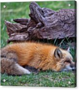 Time For A Nap Acrylic Print