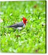 Time To Build A Nest Acrylic Print