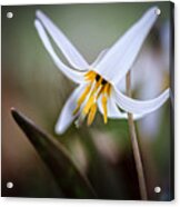 Tiny Beauty Acrylic Print