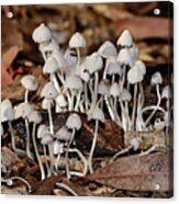Tiny Corrugated Fungi By Kaye Menner Acrylic Print