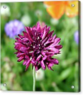 Tiny Flower Acrylic Print