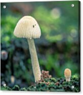 Tiny Mushroom Jardin Botanico Del Quindio Colombia Acrylic Print