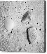 Tiny Sea Shells And A Piece Of Coral In Fine Wet Sand Macro Black And White Acrylic Print