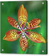 Tiny Tropical Lily Acrylic Print