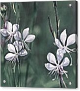 Tiny Whites Acrylic Print