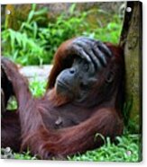 Tired Female Orangutan Ape Rests Against Tree With Hand On Her Head Acrylic Print