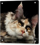 Tired Maine Coon Cat Lie On Black Background Acrylic Print