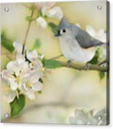 Titmouse In Blossoms 2 Acrylic Print