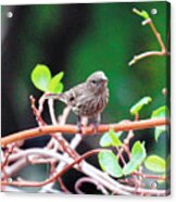 Female House Finch Goes Out On A Limb Acrylic Print