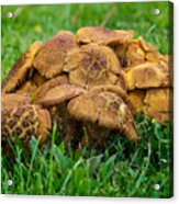 Toadstool Village Acrylic Print