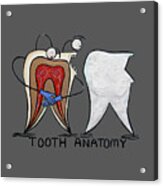 Tooth Anatomy T-shirt Acrylic Print