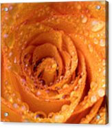 Top View Of An Orange Rose With Droplets Acrylic Print