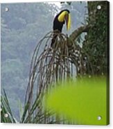 Toucans Lunch Of Palm Berries Acrylic Print