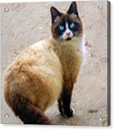 Touch Of Siamese Acrylic Print