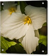 Touched By A Trillium Acrylic Print